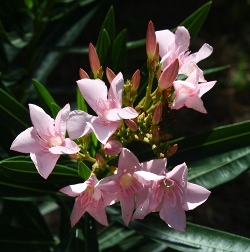 Petite Pink Oleander, Nerium oleander 'Petite Pink'